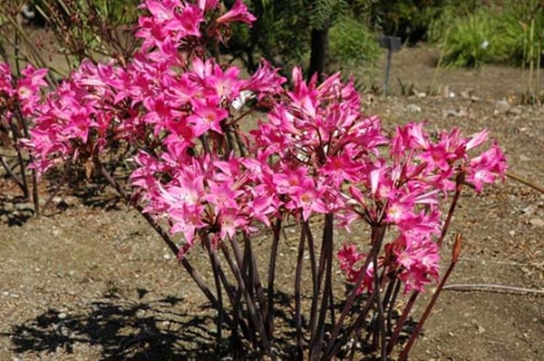 0-                            amaryllis-belladonna (Medium)