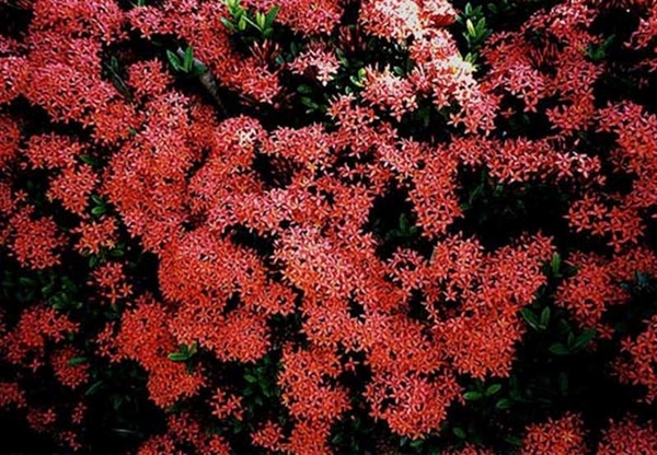 0-                       ixora Tropical fl. (Medium)