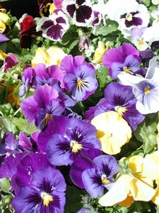 0-                      pansies (Medium) (Medium)