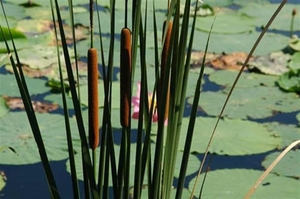 0-                    cattail (Medium)