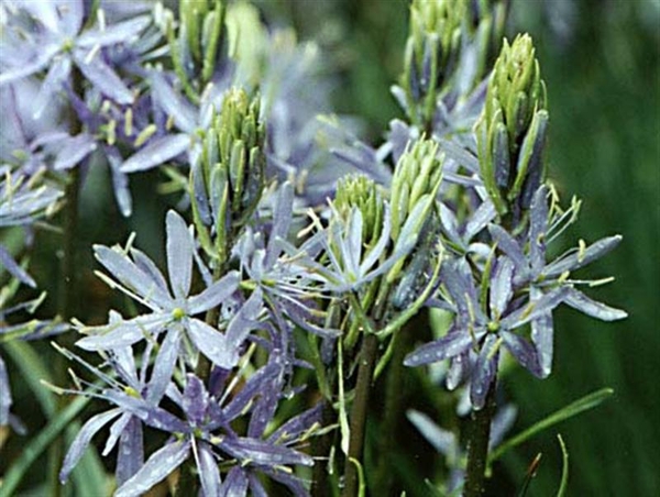 0-                   camassia (Medium)