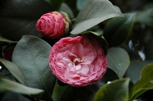 0-                   camellia (Medium)