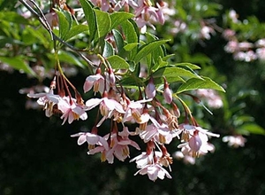 0-                   japanese_snowbell (Medium)