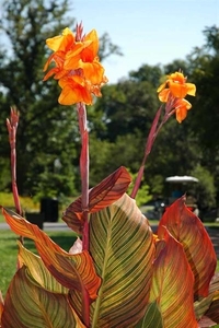 0-                    canna-flower (Medium)