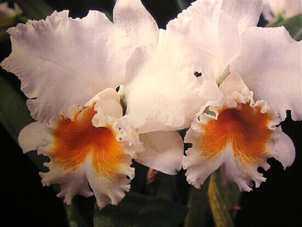 0-                 orchids_costa_rica_picture_29b (Medium)