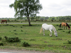 the new forest