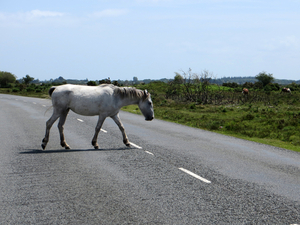 the new forest