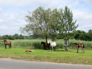 the new forest