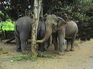 211-THAI%25202