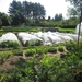 wandeling in Brecht 7-7-2013 026