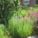 wandeling in Brecht 7-7-2013 038