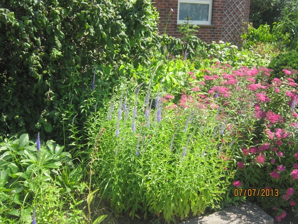 wandeling in Brecht 7-7-2013 038