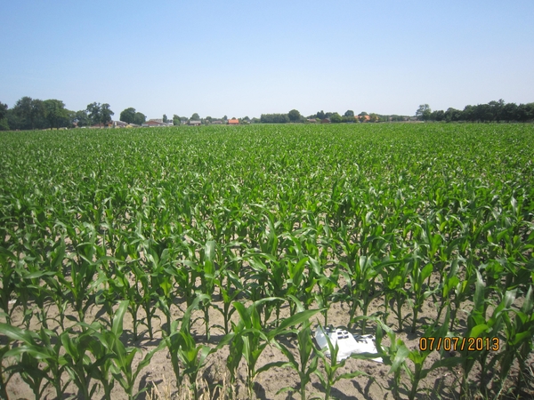 wandeling in Brecht 7-7-2013 043