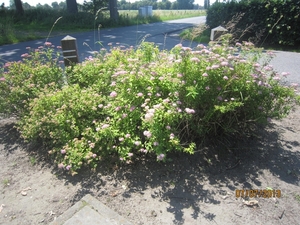 wandeling in Brecht 7-7-2013 046