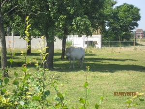 wandeling in Brecht 7-7-2013 047