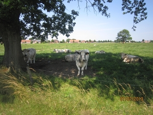 wandeling in Brecht 7-7-2013 050