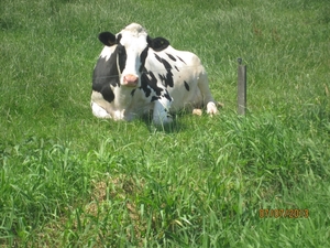 wandeling in Brecht 7-7-2013 053