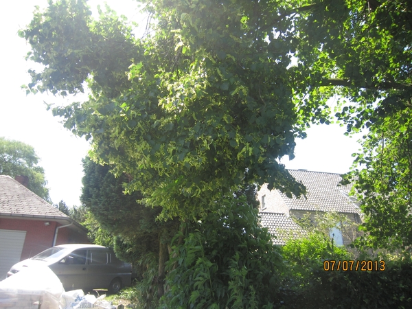 wandeling in Brecht 7-7-2013 067