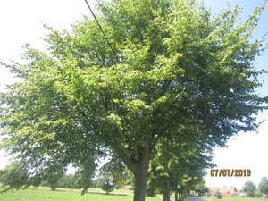 wandeling in Brecht 7-7-2013 069
