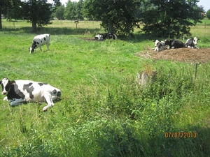 wandeling in Brecht 7-7-2013 070