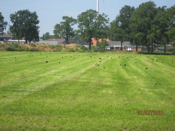 wandeling in Brecht 7-7-2013 077
