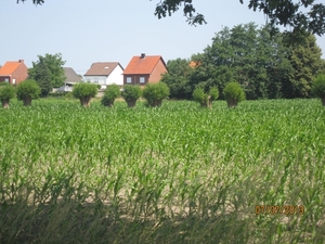 wandeling in Brecht 7-7-2013 083