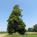 2013-07-08 Affligem 014