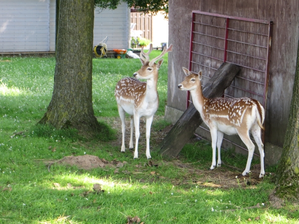 2013-07-10 Heldergem 002