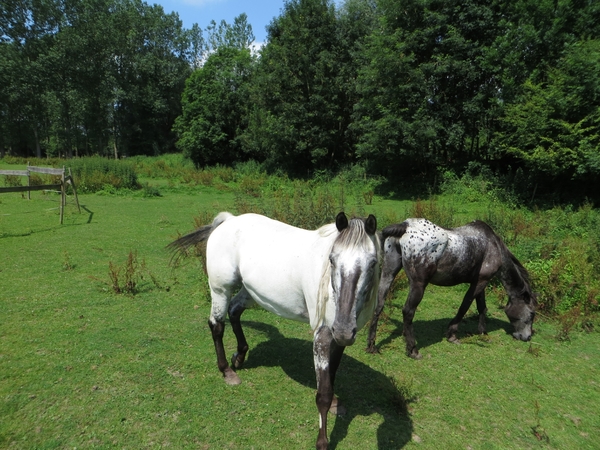 2013-07-10 Heldergem 009