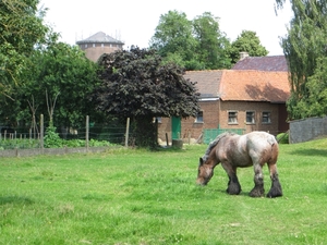 2013-07-10 Heldergem 016