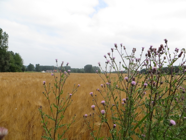 2013-07-11 Geraardsbergen 037