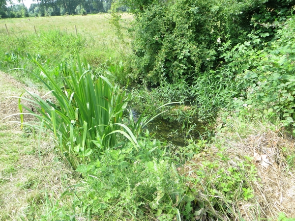 2013-07-11 Geraardsbergen 059