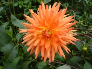DSC03716