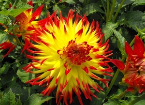 DSCF1008