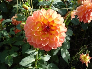 DSC01223