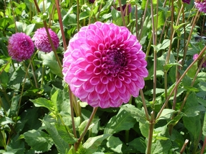 DSC03710