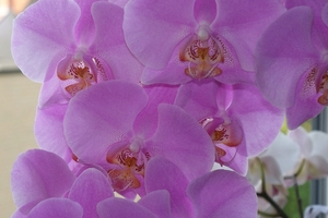 Orchiden