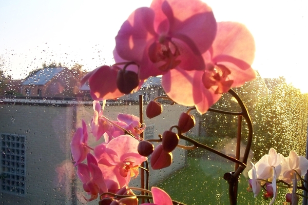 Bloemen voor de venster.