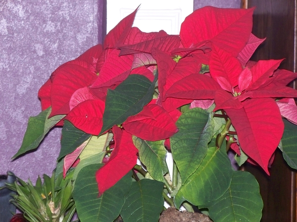 De Kerstroos