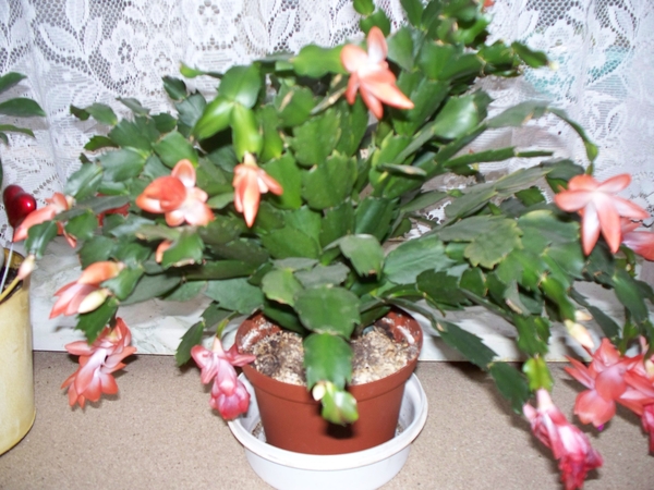 Lidcactus (Kerst)