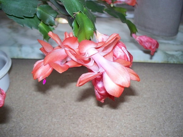 De Bloem van een lipcactus