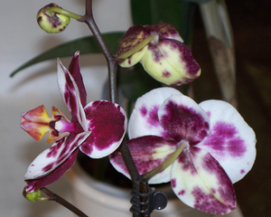 De orchidee