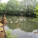 wandeling Stroboeren Merksem 13-7-2013 018