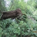 wandeling Stroboeren Merksem 13-7-2013 024