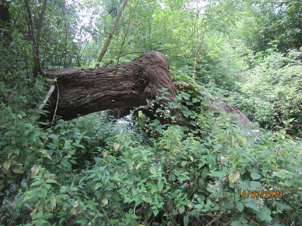 wandeling Stroboeren Merksem 13-7-2013 024