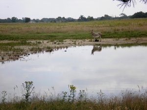 zonder spiegelbeeld , twee ezels