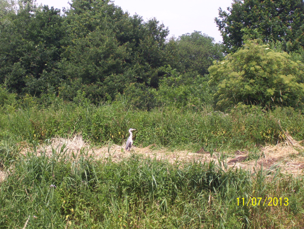 Testwandeling Criterium - Lus 3 - 11 juli 2013