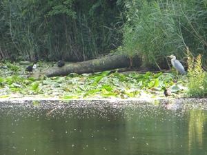 2013-07-13 Oudenaarde 058