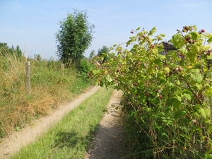 2013-07-14 Ninove 020