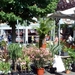 Planten te koop